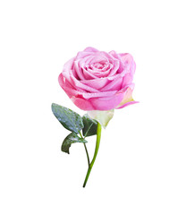 Pink rose flower with water drops , green stem and leaves  in vertical shaped isolated on white background , clipping path