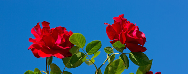 Red roses on blue sunny sky. Summer background.