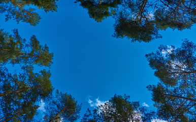 The tops of the pines shot from below, against a backdrop of blue with clouds of sky