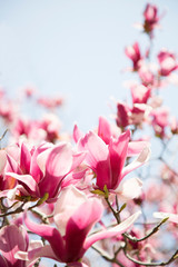 美しいモクレン