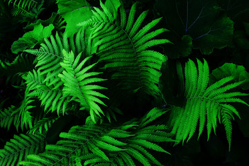 Fototapeta na wymiar Natural green fern in the forest. Dark toning