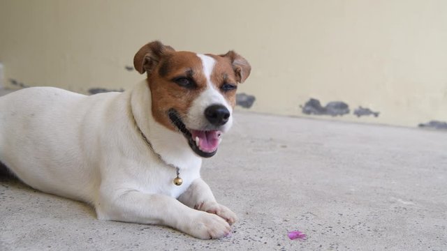 Dog Jack Russell Terrier lying on the floor in house.	