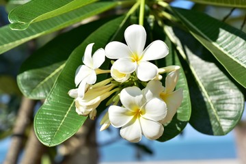 Colorful flowers in the garden.Plumeria flower blooming.Beautiful flowers in the garden Blooming in the summer.