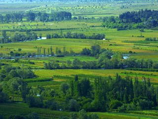 Naklejka premium forest