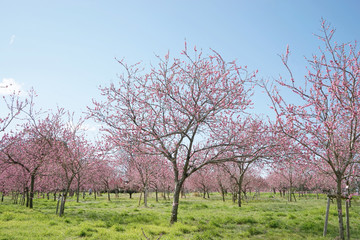 Obraz premium 桃の花咲く公園
