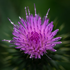 Obraz premium Scottish Thistle