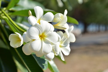 Colorful flowers in the garden.Plumeria flower blooming.Beautiful flowers in the garden Blooming in the summer.