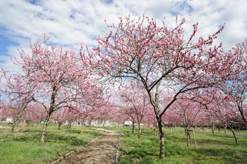 桃の花咲く公園