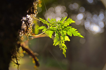 Green plant leaf macro forest