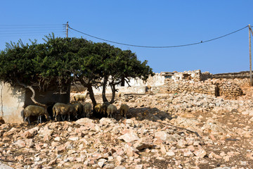 Rural farmhouse in Arkoi island, goats under a tree on a sunny day. Dodecanese Islands, Greece
