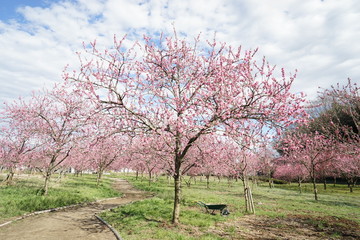 桃の花咲く公園