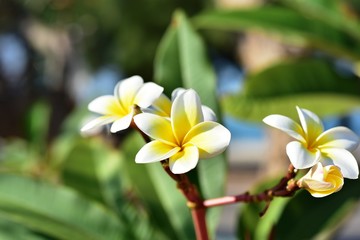 Fototapeta premium Colorful flowers in the garden.Plumeria flower blooming.Beautiful flowers in the garden Blooming in the summer.