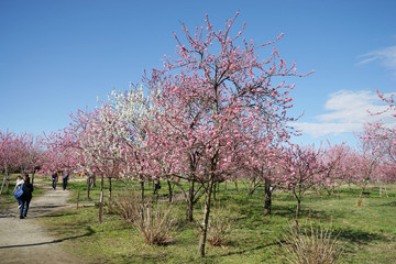 桃の花咲く公園