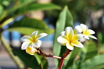 Fototapeta premium Colorful white flowers in the garden. Plumeria flower blooming.