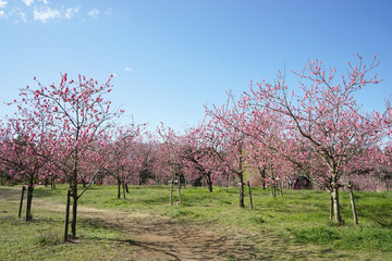 桃の花咲く公園