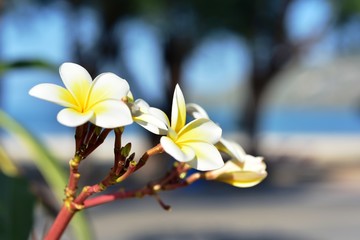 Colorful flowers in the garden.Plumeria flower blooming.Beautiful flowers in the garden Blooming in the summer.