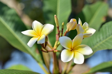 Colorful flowers and morning sunshine	