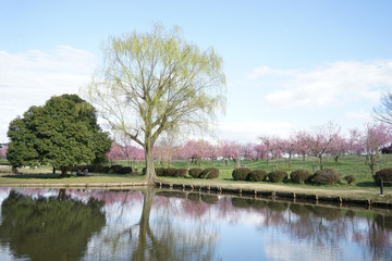 Fototapeta na wymiar 桃の花咲く公園