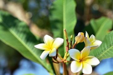 Colorful flowers and morning sunshine	