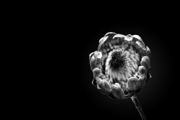 Monochrome photo of Protea magnifica, the queen of south african flowers, minimalist art