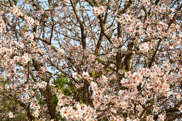 tree in blossom in spring
