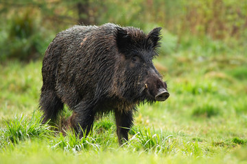Dangerous wild boar, sus scrofa, male with white tusks on green meadow from front view in summer. Threatening wild animal with black fur wet from morning dew. Mammal in nature.