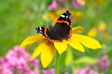 Butterfly Admiral (lat. Vanessa atalanta) on a yellow rudbeckia flower