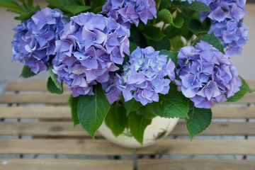 Beautiful blue hydrangea or hortensia flower closeup. Artistic natural background. flower in bloom...