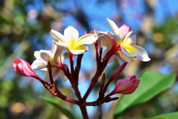 Colorful flowers in the garden.Plumeria flower blooming.Beautiful flowers in the garden Blooming in the summer.