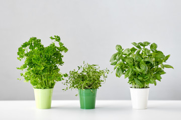 healthy eating, gardening and herbs concept - green parsley, basil and thyme in pots on table