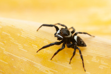 Hasarius adansoni, known commonly as Adanson's house jumper, India