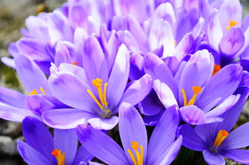 First spring flowers: violet crocuses growing after melting the snow