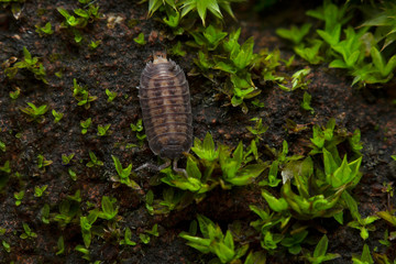 An Isopod in moss, India. Crustaceans that includes woodlice and their relatives.