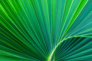 Green lush palm trees, macro background. Macro photo palm leaf.