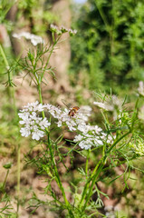 white flowers on green background