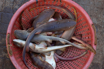 Squalidae, also called dogfish sharks, dog sharks, or spiny dogfish. Second largest order of sharks at 119 species, Mirkarwada, Ratnagiri, Maharashtra, India