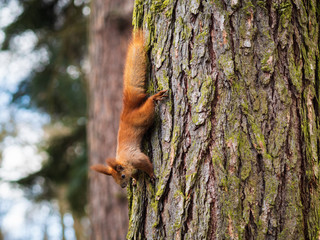 Cute curious red squirrel on the tree trunk