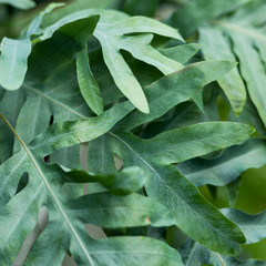 background of green leaves