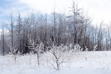 Horizontal view of dry shrubs and grasses encased in ice seen in field after ice storm, with trees in soft focus background, Quebec City, Quebec, Canada