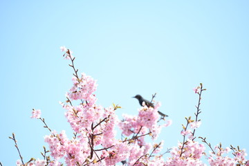 ヒヨドリと河津桜