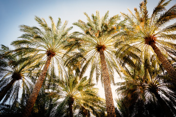 Fototapeta na wymiar Palm trees taken on the blue sky background during the sunset time inside of the oasis. Green place in the middle of a desert. Peaceful paradise on the Earth. Nature in the Middle East and Gulf region