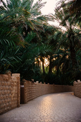 Fototapeta na wymiar Peaceful walking routes inside the desert oasis during the sunset time. Green place in the middle of a desert. Untouched paradise on the Earth. Nature in the Middle East and Gulf region.