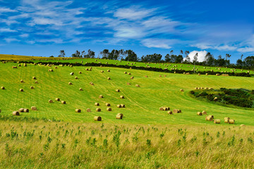 Fototapeta na wymiar rural landscape with green field and blue sky