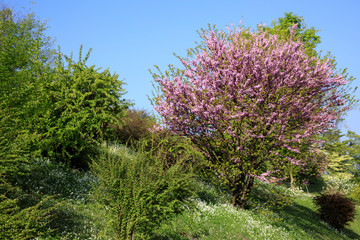 Obraz premium Verbania (VCO), Italy - April 01, 2017: Villa Taranto botanical gardens, Verbania, Piedmont, Italy