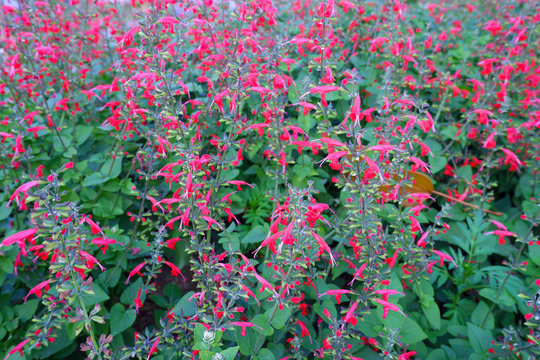 The red salvia flowers are blooming as in the garden. Salvia roemeriana in commonly known as cedar sage or dwarf crimson-flowered sage.
