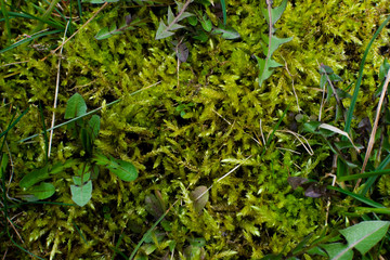 Moss grows in the grass.