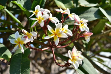 Colorful white flowers in the garden. Plumeria flower blooming.
