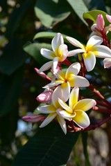 Colorful white flowers in the garden. Plumeria flower blooming.