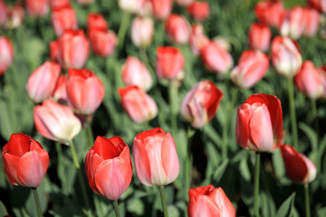 Verbania (VCO), Italy - April 01, 2017: Tulips in 