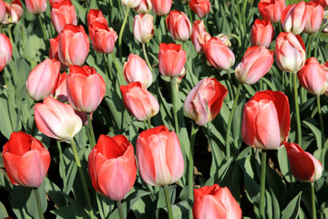 Verbania (VCO), Italy - April 01, 2017: Tulips in 
